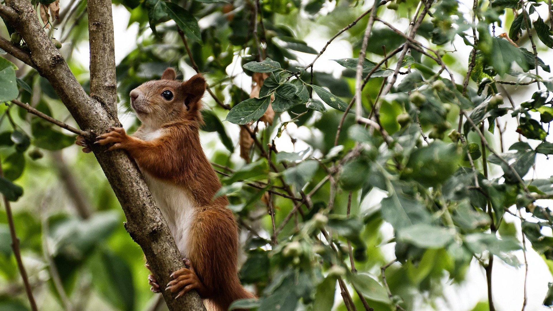 体育产业绿色发展战略,体育产业生态